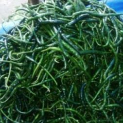 Cabe Keriting Ijo