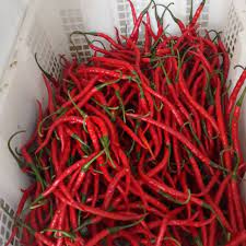 cabe keriting merah